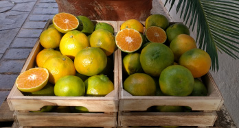 ClemenPons mandarin 12 kg - Ár 44 €