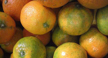 Clemenrubi mandarin 12 kg - Ár 44 €