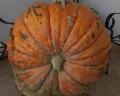 Vásároljon tököt - Valencia pumpkins online