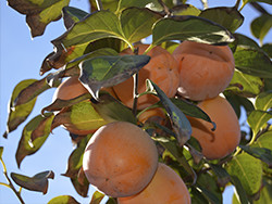 Vásároljon datolyaszilvát online - Valencia persimmons online