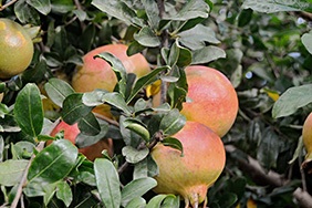 Vásároljon gránátalmát online - Valencia pomegranates online