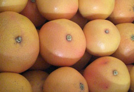 Vásároljon grapefruitot - Valencia grapefruits online