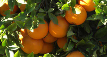 Navel Lane Late narancs 18 kg - Ár 50 €