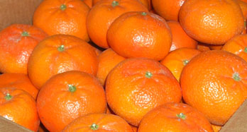 Késői mandarin 18 kg - Ár 50 €