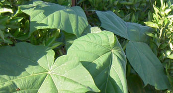 12 Paulownia láda,  Valenciából