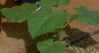 3 Paulownia láda,  Valenciából