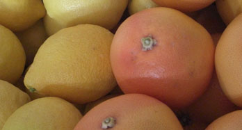 Vegyes Citrom és Grapefruit 18 kg - Ár 50 €