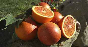 Vérnarancs 15 kg - Ár 44 €