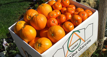 Vegyes Washington Hernandina 18 kg - Ár 50 €